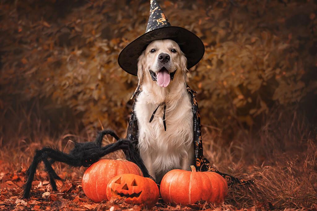 Dog in a black witch hat next to pumpkins and a black spider.